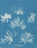 Bryopsis plumosa - Anna Atkins — visning af kunstværket