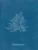 Callithamnion-rosenmaleri - Anna Atkins — visning af kunstværket