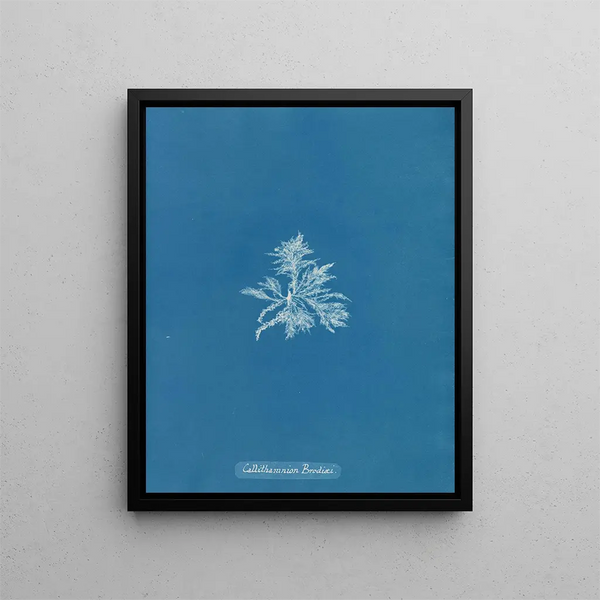 Anna Atkins - Callithamnion Brodii.webp