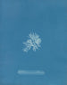 Callithamnion gracillimum - Anna Atkins — visning af kunstværket
