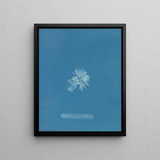 Anna Atkins - Callithamnion gracillimum.webp