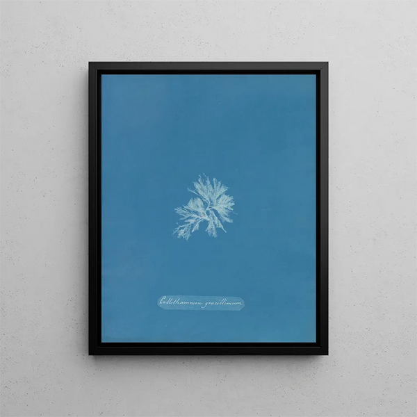 Anna Atkins - Callithamnion gracillimum.webp