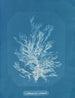 Callithamnion plumula - Anna Atkins — visning af kunstværket