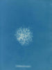 Callithamnion roseum - Anna Atkins — visning af kunstværket