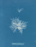 Callithamnion tetragonum - Anna Atkins — visning af kunstværket