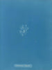 Callithamnion thuyoides - Anna Atkins — visning af kunstværket