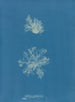 Calothrix confervicola - Anna Atkins — visning af kunstværket