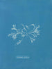 Keramisk maleri med cilié - Anna Atkins — visning af kunstværket