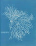 Keramisk maleri i rød - Anna Atkins — visning af kunstværket