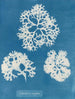 sprød snegl - Anna Atkins — visning af kunstværket