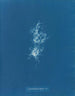 Chondrus crispus var. - Anna Atkins — visning af kunstværket