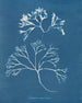 Cartilage mammaire - Anna Atkins — visning af kunstværket