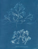 Chondrus membranifolius - Anna Atkins — visning af kunstværket