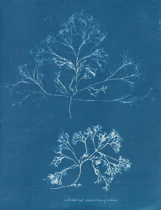 Anna Atkins - Chondrus membranifolius.webp