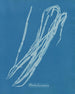 Chorda lomentaria - Anna Atkins — visning af kunstværket