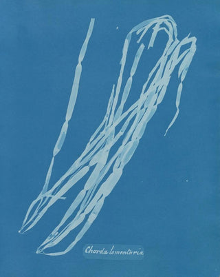 Anna Atkins - Chorda lomentaria.webp