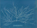 Chordaria flagelliformis - Anna Atkins — visning af kunstværket