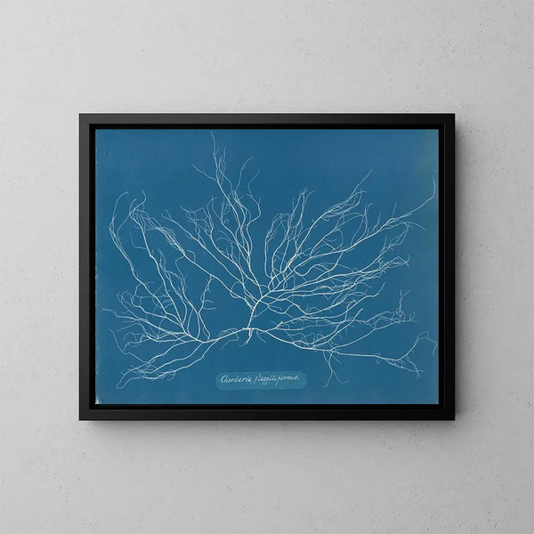 Chordaria flagelliformis - Anna Atkins — indrammet kunstværk på væggen