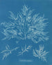 Chylocladia clavellosa - Anna Atkins — visning af kunstværket