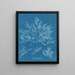 Chylocladia clavellosa - Anna Atkins — indrammet kunstværk på væggen