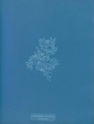 Anna Atkins - Chylocladia clavellosa sedifolius.webp