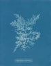Chylocladia califormis - Anna Atkins — visning af kunstværket