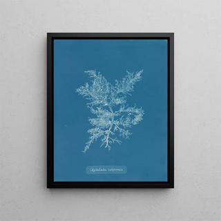 Anna Atkins - Chylocladia kaliformis.webp