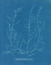 Chylocladia kaliformis i frugterne - Anna Atkins — visning af kunstværket