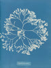 Chylocladia ovalis - Anna Atkins — visning af kunstværket