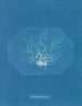 Chylocladia petite - Anna Atkins — visning af kunstværket