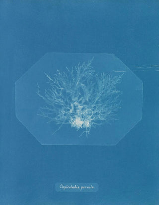 Anna Atkins - Chylocladia parvula.webp