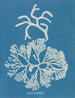 Codium tomentosum - Anna Atkins — visning af kunstværket