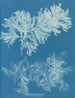 Sammenligner tynd - Anna Atkins — visning af kunstværket