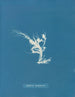 Conferva rouillé - Anna Atkins — visning af kunstværket