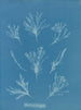 Coralline allongée - Anna Atkins — visning af kunstværket