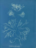 Corallina officinalis - Anna Atkins — visning af kunstværket
