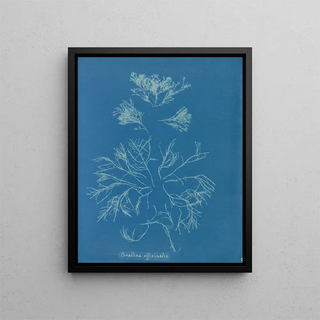 Anna Atkins - Corallina officinalis.webp