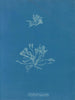 Koralleskæl - Anna Atkins — visning af kunstværket