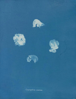 Anna Atkins - Corynephora marina.webp