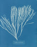 Couverts multifida - Anna Atkins — visning af kunstværket