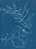 Cystoseira fibrosa - Anna Atkins — visning af kunstværket