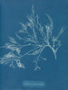 Cystoseira foeniculacea - Anna Atkins — visning af kunstværket