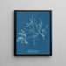 Cystoseira foeniculacea - Anna Atkins — indrammet kunstværk på væggen