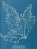 Cystoseira granulata - Anna Atkins — visning af kunstværket
