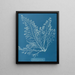 Cystoseira granulata - Anna Atkins — indrammet kunstværk på væggen