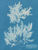 Delesseria sinuosa med cilié kant og frugt - Anna Atkins — visning af kunstværket