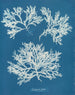 Delesseria ailée - Anna Atkins — visning af kunstværket
