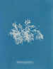 Delesseria meget smal - Anna Atkins — visning af kunstværket