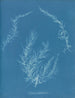Delesseria hypoglossum - Anna Atkins — visning af kunstværket