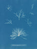 Delesseria hypoglossum i frugt - Anna Atkins — visning af kunstværket